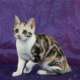 American Shorthair Mädchen zu verkaufen